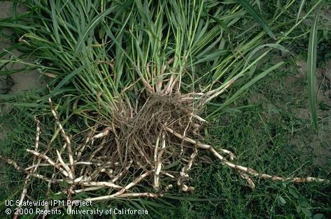 rhizomes and roots