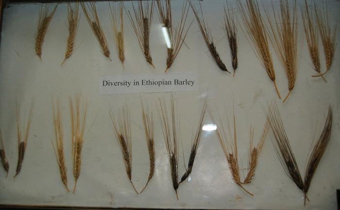 Ethiopian Barley Varieties