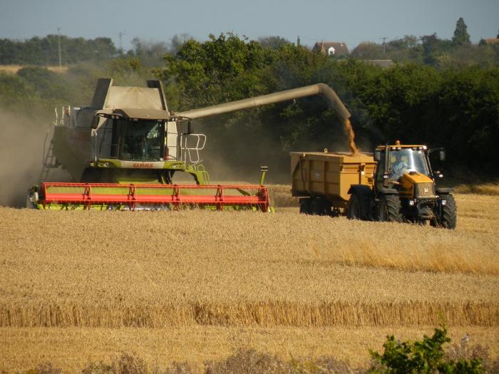 Tractor plowing a wheat field