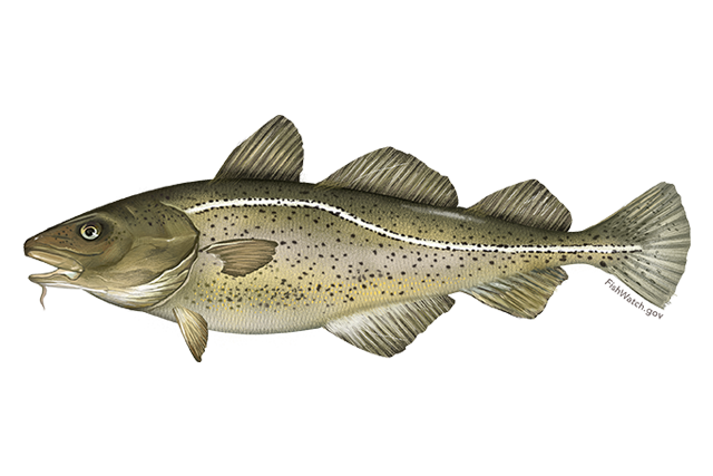 Atlantic Cod