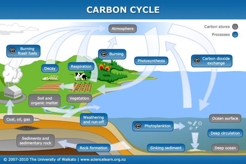 Diagram of the carbon cycle. More details in the text description below.