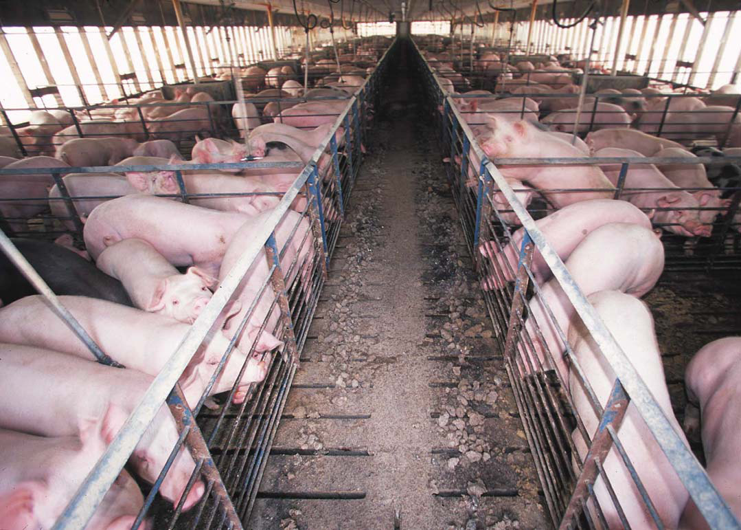 hundreds of pigs crowded in small pens in a barn