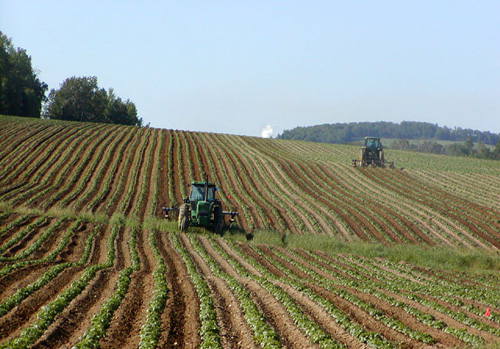 Tractors in a potato field