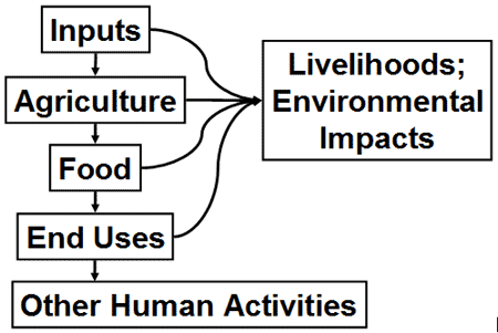 Flow chart: Inputs lead to agriculture to food to end uses to other human activities. Inputs, agriculture, food and end uses also lead to livelihoods; Environ impacts