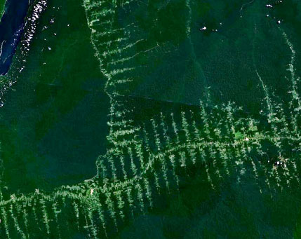 Deforestation in the Amazon River Basin white patches that look like fishbones in green forest