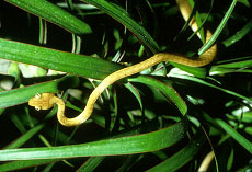 Small yellow brown snake in green foliage