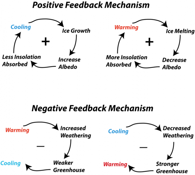 Positive and negative feedback loops include self-perpetuating actions and reactions.