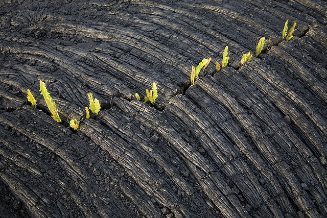 A picture of ferns growing near where lava used to be