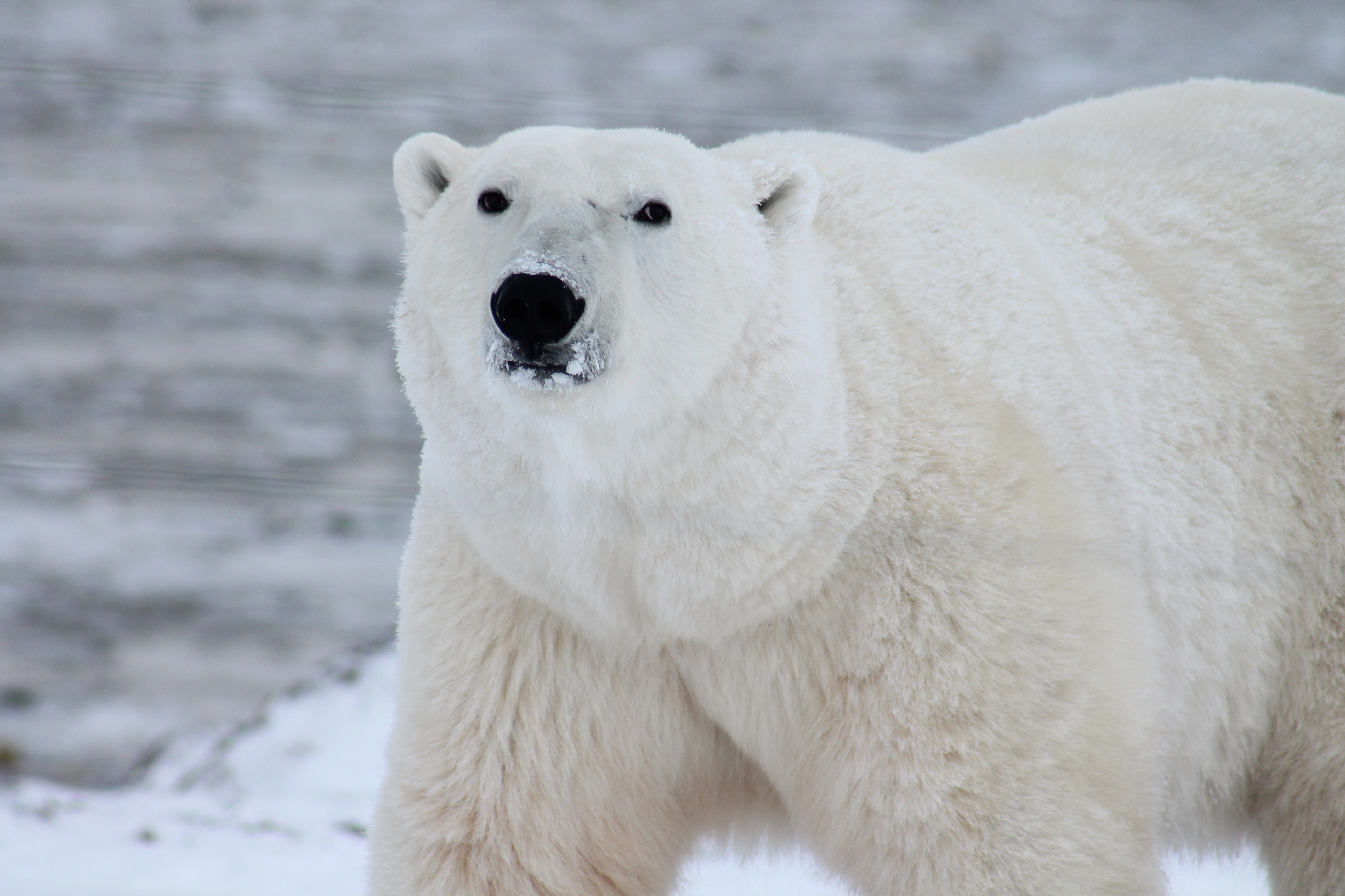 Polar bear with snow on his muzzle, looking directly into the camera