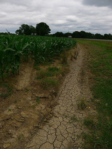 Drought showing in the cracks in the ground in a corn field 