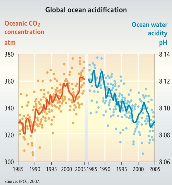 Graph of Global ocean acidification from 1985 to 2005. pH goes down (8.14-8.06) as CO2 concentrations go up(300-380 atm)