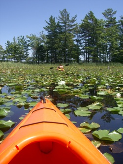 Kayak going through wetlands with lilypads
