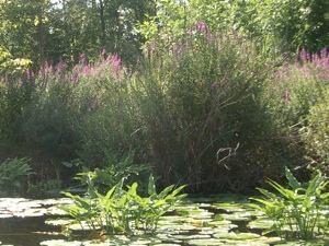 Purple loosestrife plant growing in the water of a wetland