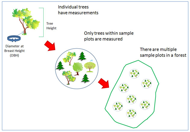 data collection scheme. Measure Each tree: height & diameter @ breast height (DBH), only trees in plots measured, many plots in a forest