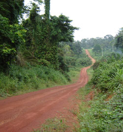 Photograph of a dirt road surrounded by forest and low brush.