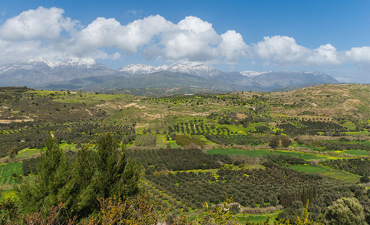A photograph depicting a Mediterranean scene. The sky is a brilliant blue punctuated by a line of white clouds. In the background stands a chain of snow-capped mountains. In the foreground the terrain consists of low, rugged hills. Square and rectangular areas of land are covered in neat rows of trees (possibly olive orchards) separated by small patches of bright green grass.