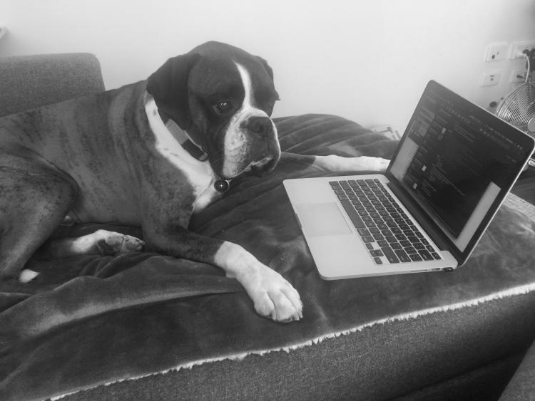 dog sitting in front of a laptop