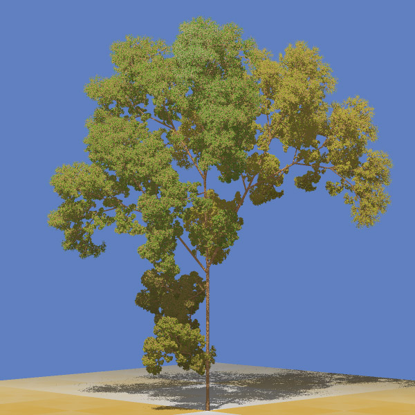 Example of 3D Weedy tree