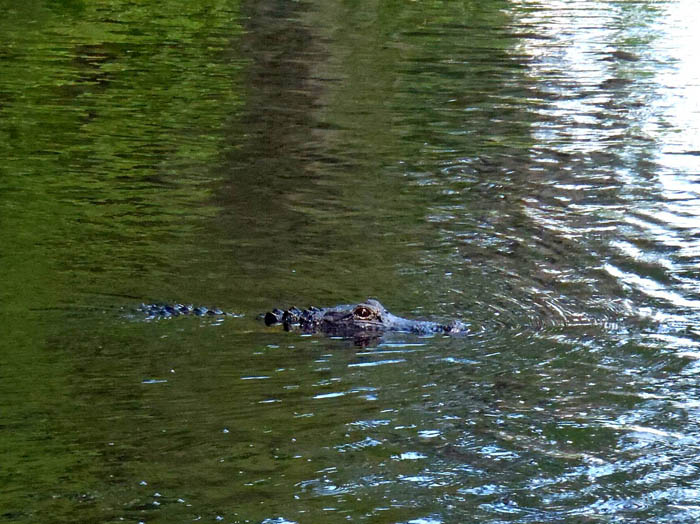 Alligator in the bayou.