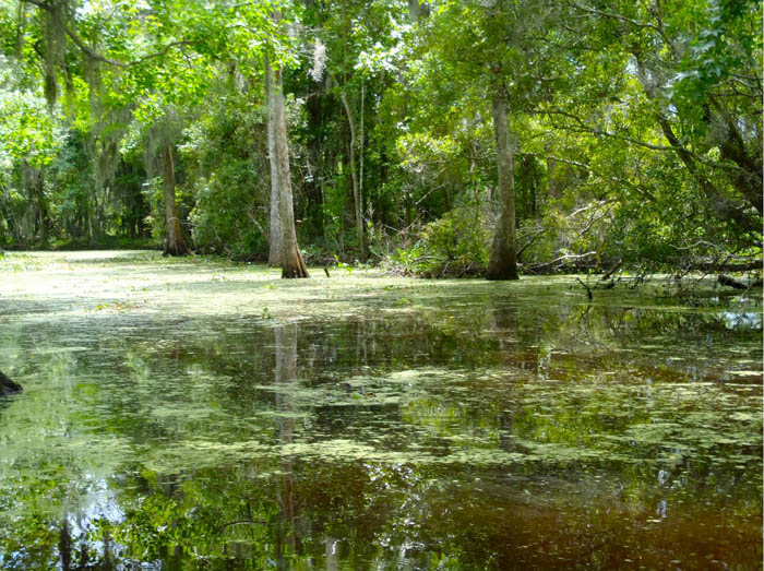 Bayou -- water with large trees growing out of it.