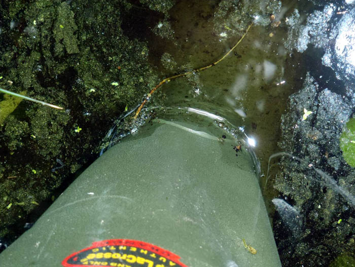 Dr. Alley's boot in the bayou water. There is oily 'scum' floating on the water.