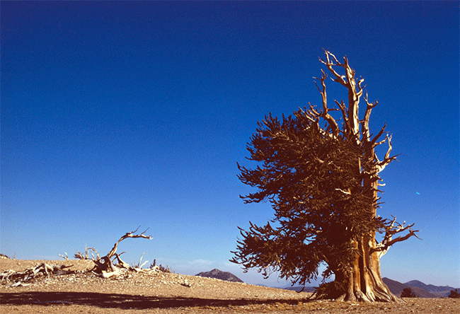 A jagged tree surrounded by a barren landscape