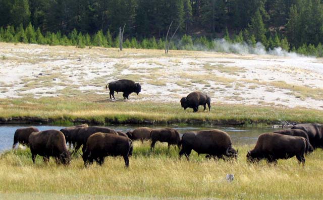 Grazing bison, Yellowstone National Park