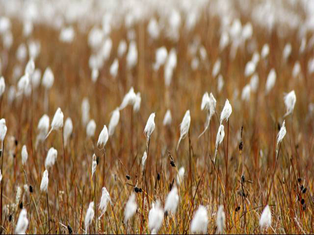 Cotton Grass on the tundra in NE Greenland National Park