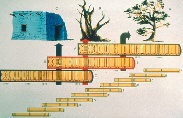 Diagram of cross-dating of tree rings.