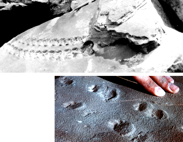 Two pictures of fossil tracks, one in the Supai Formation and one in the Coconino Sandstone.
