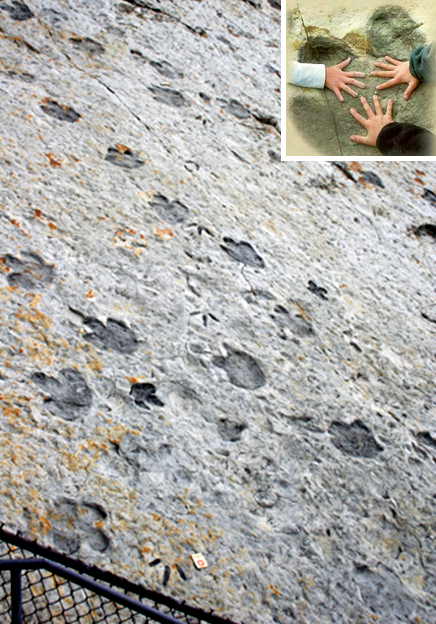 Dinosaur footprints.  An insert image shows one of the larger Iguanodon tracks with three kids hands in it for scale.