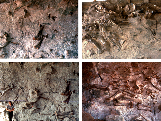 4 images from Dinosaur Ledge each showing fossils for various dinosaurs. There is a ranger standing next to one and the fossils dwarf her.