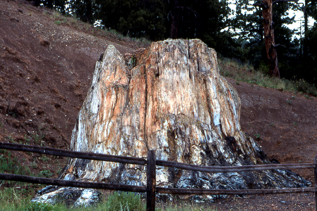 A huge stump fossil of a redwood behind a fence