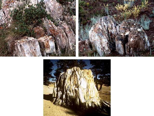 Three images of fossil redwoods in the park.