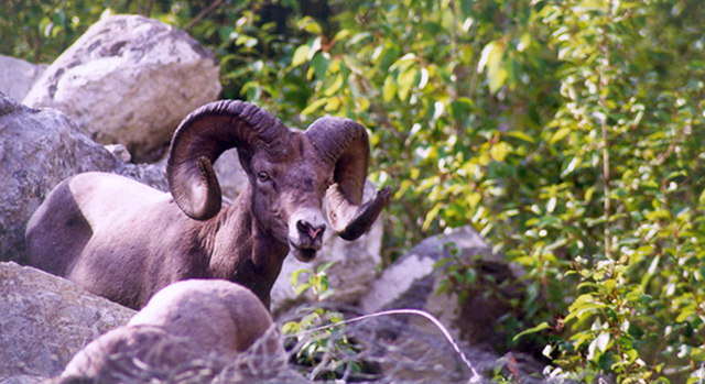 A bighorn sheep in the Canadian Rockies.