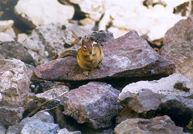 Golden-mantled ground squirrel sitting on a rock, Yoho National Park, Canada