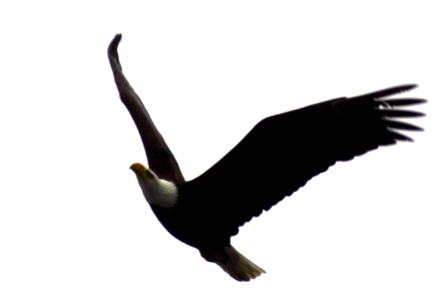 Bald Eagle soaring through the air, Sitka, Alaska
