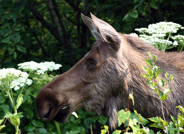 Close up of a moose in Captain Cook State Recreation Area, Alaska