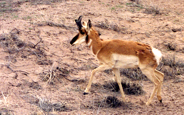 Pronghorn, Petrified Forest National Park