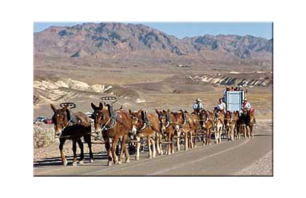 20 mule team transporting borax.