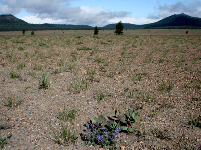 Purple flowers growing out of the pumice desert - gravely looking soil