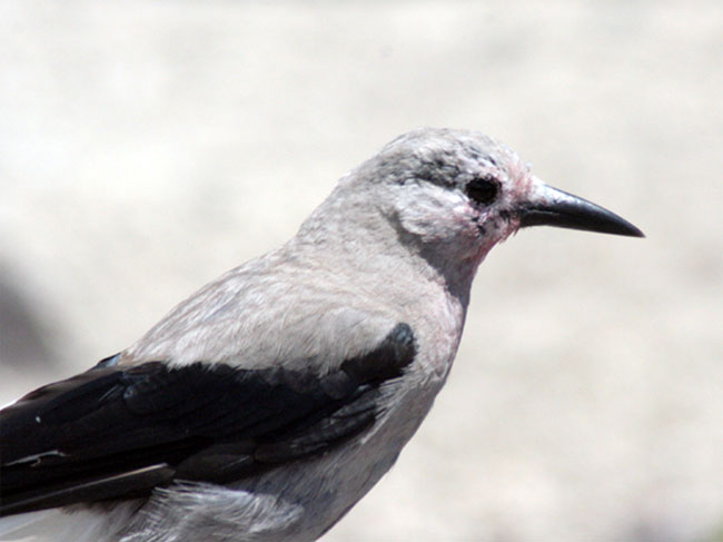Clark's nutcraker bird. gray with black wings