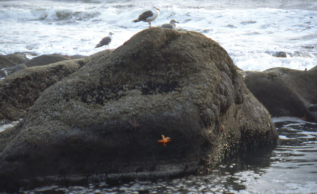 Seagulls sitting on rock near Kalaloch at the SW edge of Olympic National Park