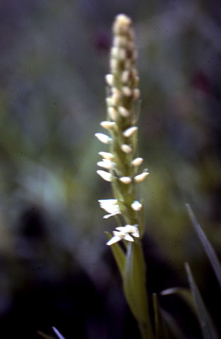 A bog orchid that is found in the park.