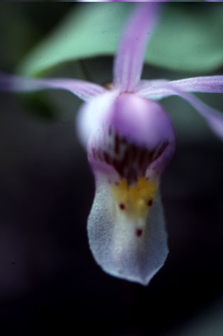Calypso or fairy-slipper orchids found on the forest floor.