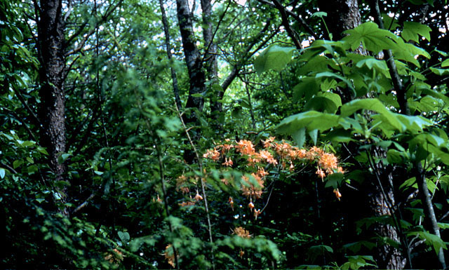 Flame azalea, Great Smoky Mountains National Park.