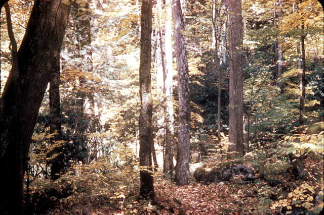 Old-growth forest in Great Smoky Mountains National Park. Deciduous trees with undergrowth and small evergreens