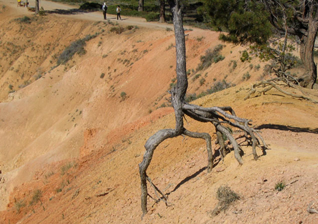 Tree roots in Bryce Canyon exposed by soil erosion