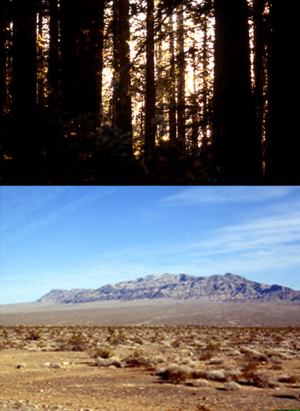 Two  contrasting photos. Top photo of Redwoods, bottom photo of Death Valley