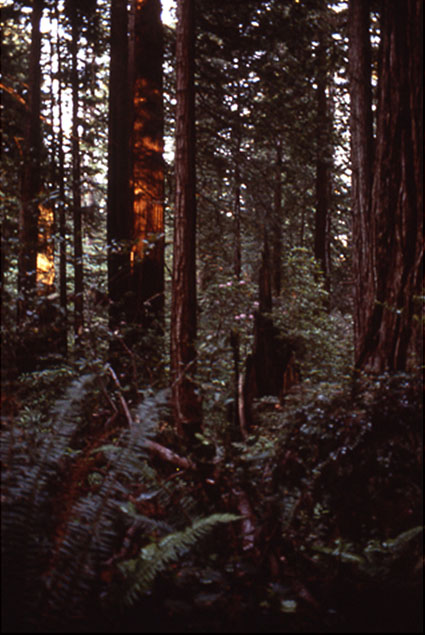 Close-up of Sequoia trees in Redwood National Park